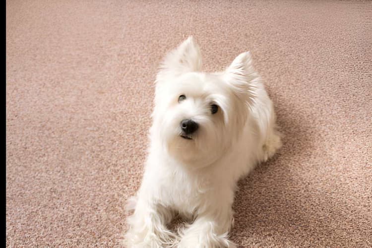 Pet Messes Happen — We Make Them Disappear