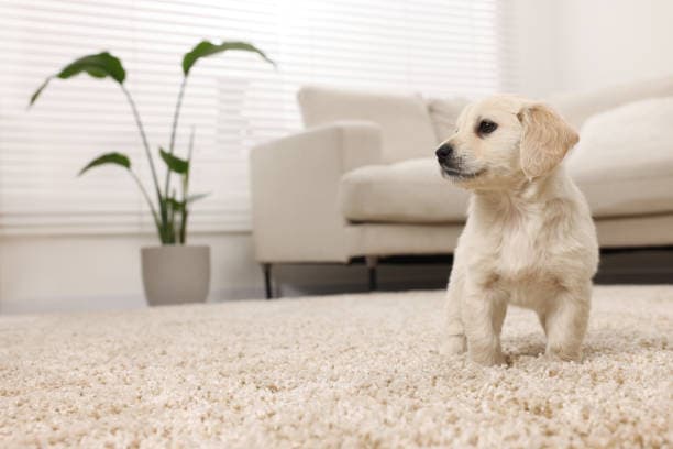 DIY or pro? Find the best way to clean pet stains from carpets!